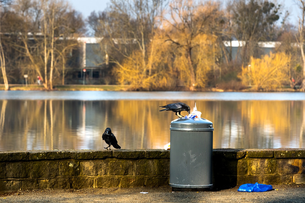 Ravens Birds Garbage Can Foraging  - Mammiya / Pixabay