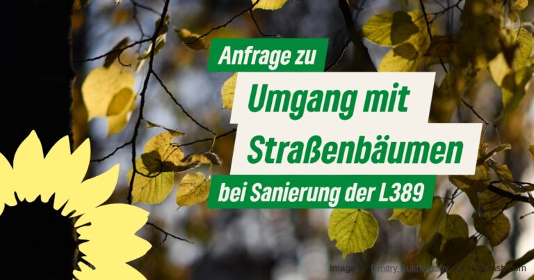 Sanierung der L389: Umgang mit Straßenbäumen